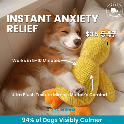 The Calming Duck
