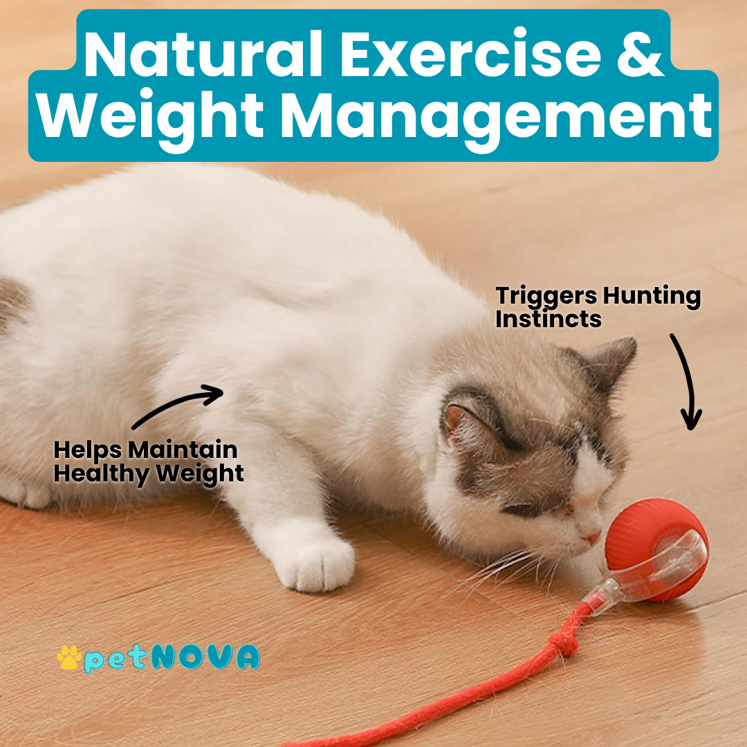 Smart Pet Ball Toy