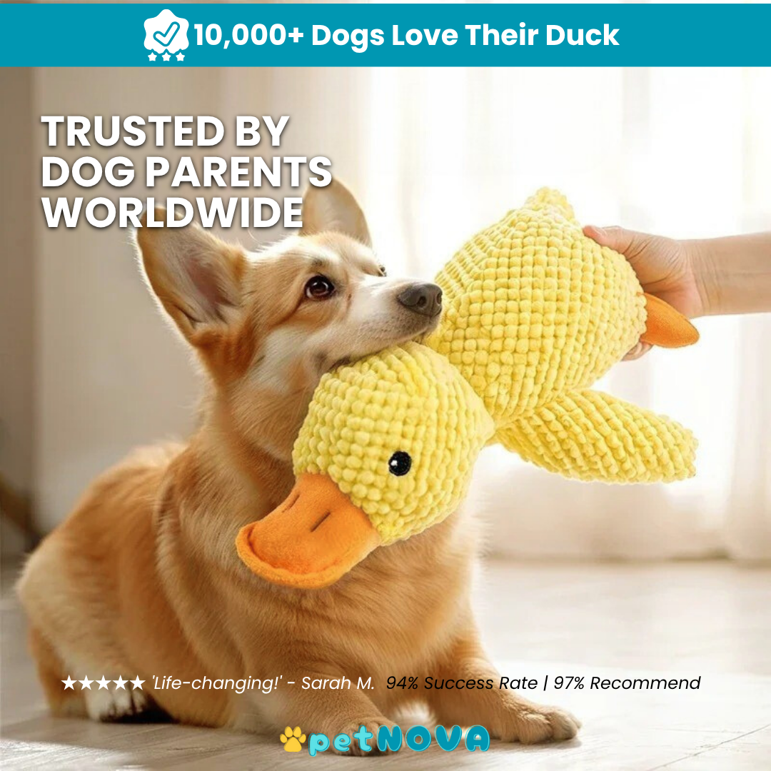 The Calming Duck